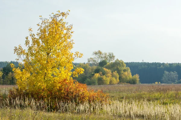 Herfst Herfst Blad Daling Daling Van Het Blad Het Derde — Stockfoto