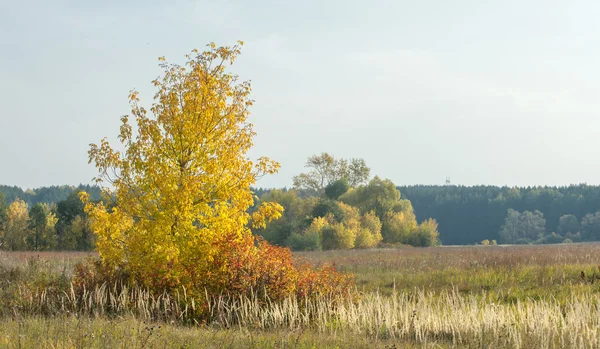 Herfst Herfst Blad Daling Daling Van Het Blad Het Derde — Stockfoto