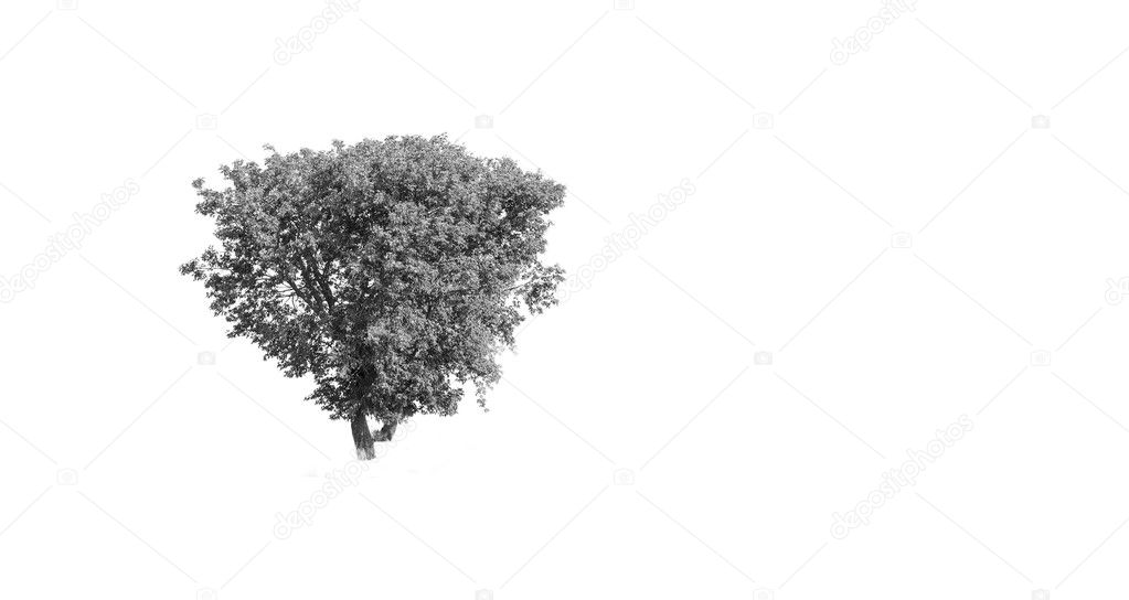SCARICA ALBERI PHOTOSHOP