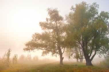 Sonbahar, Güz, yaprak sonbahar, sonbahar yaprak. yaprakları ve otelde bitkileri ve meyve toplandık yılın üçüncü sezon sonbahar