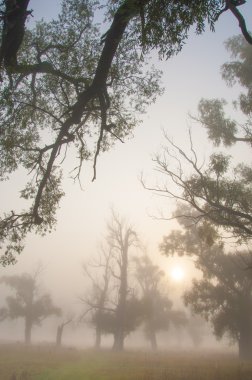 Sonbahar, Güz, yaprak sonbahar, sonbahar yaprak. yaprakları ve otelde bitkileri ve meyve toplandık yılın üçüncü sezon sonbahar