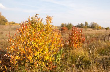 Sonbahar, Güz, yaprak sonbahar, sonbahar yaprak. yaprakları ve otelde bitkileri ve meyve toplandık yılın üçüncü sezon sonbahar