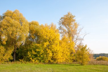 Sonbahar, Güz, yaprak sonbahar, sonbahar yaprak. yaprakları ve otelde bitkileri ve meyve toplandık yılın üçüncü sezon sonbahar