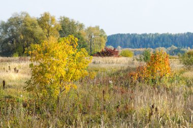 Sonbahar, Güz, yaprak sonbahar, sonbahar yaprak. yaprakları ve otelde bitkileri ve meyve toplandık yılın üçüncü sezon sonbahar