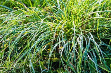 Çiy damlaları. Taze çimen çiy damlaları ile. doğada çimenlerin üzerinde çiy. Çiğ yapraklarda bırakır. yeşil çimenlerin üzerinde Çiy damlaları