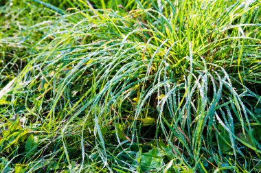 Çiy damlaları. Taze çimen çiy damlaları ile. doğada çimenlerin üzerinde çiy. Çiğ yapraklarda bırakır. yeşil çimenlerin üzerinde Çiy damlaları