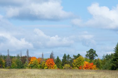 Sonbahar, Güz, yaprak sonbahar, sonbahar yaprak. üçüncü sezon yıl, ne zaman bitkileri ve meyve toplandık ve yaprakları düşer, Eylül-Kasım Kuzey yarımkürede ve Mayıs Mart Güney yarımkürede.