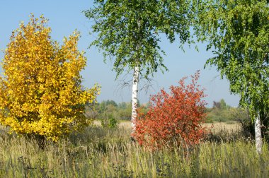 Sonbahar, Güz, yaprak sonbahar, sonbahar yaprak. üçüncü sezon yıl, ne zaman bitkileri ve meyve toplandık ve yaprakları düşer, Eylül-Kasım Kuzey yarımkürede ve Mayıs Mart Güney yarımkürede.