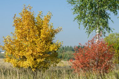 Sonbahar, Güz, yaprak sonbahar, sonbahar yaprak. üçüncü sezon yıl, ne zaman bitkileri ve meyve toplandık ve yaprakları düşer, Eylül-Kasım Kuzey yarımkürede ve Mayıs Mart Güney yarımkürede.