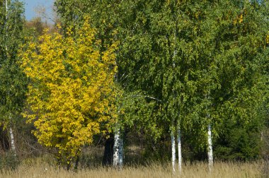 Sonbahar, Güz, yaprak sonbahar, sonbahar yaprak. üçüncü sezon yıl, ne zaman bitkileri ve meyve toplandık ve yaprakları düşer, Eylül-Kasım Kuzey yarımkürede ve Mayıs Mart Güney yarımkürede.