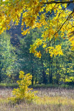 Sonbahar, Güz, yaprak sonbahar, sonbahar yaprak. üçüncü sezon yıl, ne zaman bitkileri ve meyve toplandık ve yaprakları düşer, Eylül-Kasım Kuzey yarımkürede ve Mayıs Mart Güney yarımkürede.