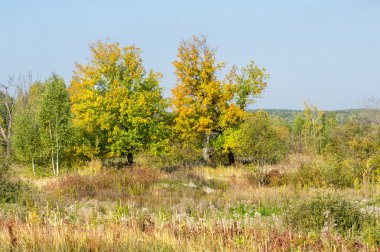Sonbahar, altın yaprakları, harika bir zaman gün sıcak