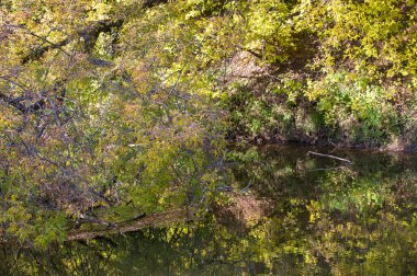 Sonbahar, altın yaprakları, harika bir zaman gün sıcak
