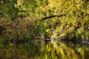 Sonbahar, altın yaprakları, harika bir zaman gün sıcak