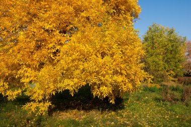 Sonbahar, Güz, yaprak sonbahar, sonbahar yaprak. üçüncü sezon yıl, ne zaman bitkileri ve meyve toplandık ve yaprakları düşer, Eylül-Kasım Kuzey yarımkürede ve Mayıs Mart Güney yarımkürede.
