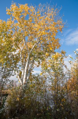 Sonbahar, Güz, yaprak sonbahar, sonbahar yaprak. üçüncü sezon yıl, ne zaman bitkileri ve meyve toplandık ve yaprakları düşer, Eylül-Kasım Kuzey yarımkürede ve Mayıs Mart Güney yarımkürede.