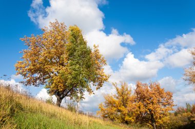 Sonbahar, altın yaprakları, harika bir zaman gün sıcak