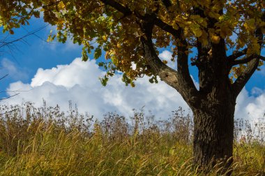 Sonbahar, altın yaprakları, harika bir zaman gün sıcak