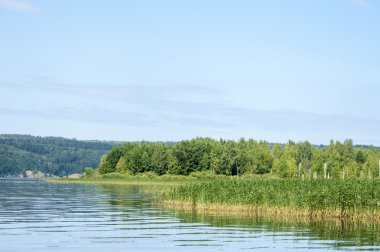 Yaz nehir sazlık ağaçlar gölgeliyor. Deniz, göl veya başka bir kanaldaki böyle dere akan su büyük bir doğal akışı.