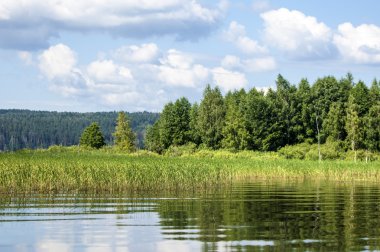 Yaz nehir sazlık ağaçlar gölgeliyor. Deniz, göl veya başka bir kanaldaki böyle dere akan su büyük bir doğal akışı.