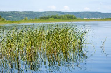 Yaz nehir sazlık ağaçlar gölgeliyor. Deniz, göl veya başka bir kanaldaki böyle dere akan su büyük bir doğal akışı.