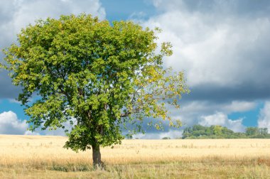 Bitkileri olgunlaştı. Yalnız ağaç