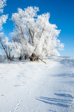 Kış güneşi frost. soğuk. sıcaklık donma noktasının altına düştüğünde bir depozito küçük beyaz buz kristalleri yere veya diğer yüzeyler üzerinde oluşan.