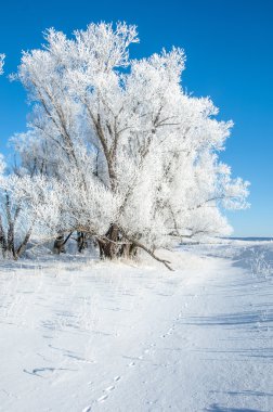 Kış güneşi frost. soğuk. sıcaklık donma noktasının altına düştüğünde bir depozito küçük beyaz buz kristalleri yere veya diğer yüzeyler üzerinde oluşan.