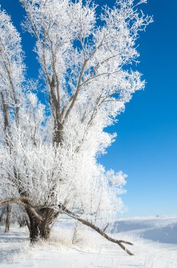 Kış güneşi frost. soğuk. sıcaklık donma noktasının altına düştüğünde bir depozito küçük beyaz buz kristalleri yere veya diğer yüzeyler üzerinde oluşan.