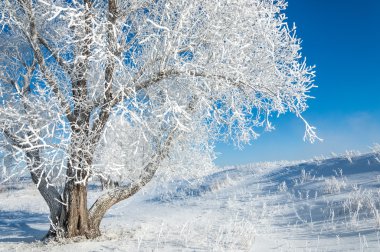 Kış güneşi frost. soğuk. sıcaklık donma noktasının altına düştüğünde bir depozito küçük beyaz buz kristalleri yere veya diğer yüzeyler üzerinde oluşan.