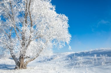 Kış güneşi frost. soğuk. sıcaklık donma noktasının altına düştüğünde bir depozito küçük beyaz buz kristalleri yere veya diğer yüzeyler üzerinde oluşan.