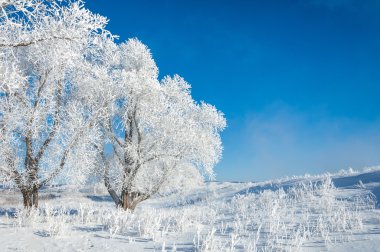 Kış güneşi frost. soğuk. sıcaklık donma noktasının altına düştüğünde bir depozito küçük beyaz buz kristalleri yere veya diğer yüzeyler üzerinde oluşan.