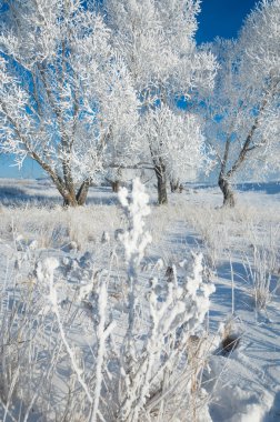 Kış güneşi frost. soğuk. sıcaklık donma noktasının altına düştüğünde bir depozito küçük beyaz buz kristalleri yere veya diğer yüzeyler üzerinde oluşan.