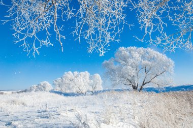 Kış güneşi frost. soğuk. sıcaklık donma noktasının altına düştüğünde bir depozito küçük beyaz buz kristalleri yere veya diğer yüzeyler üzerinde oluşan.