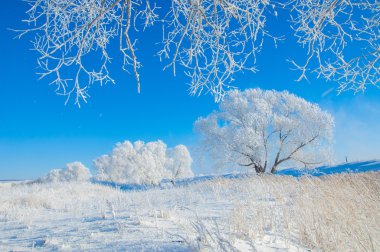 The winter sun frost. cold. a deposit of small white ice crystals formed on the ground or other surfaces when the temperature falls below freezing. clipart