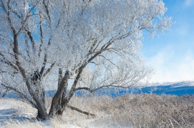 Kış güneşi frost. soğuk. sıcaklık donma noktasının altına düştüğünde bir depozito küçük beyaz buz kristalleri yere veya diğer yüzeyler üzerinde oluşan.