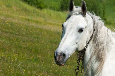 Yeşil çimenlerin üzerinde at grazes