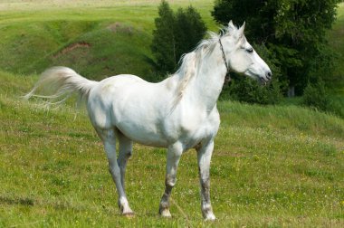 Yeşil çimenlerin üzerinde at grazes