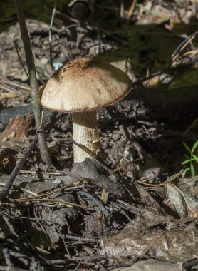 Boletus mantarı. California bolete Kral. Bir büyük kahverengi kap vesilesiyle 35 cm (14 inç) çapında ve 3 kg (6,6 lb ulaşabilirsiniz meyve vücut vardır)