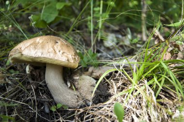 Boletus mantarı. California bolete Kral. Bir büyük kahverengi kap vesilesiyle 35 cm (14 inç) çapında ve 3 kg (6,6 lb ulaşabilirsiniz meyve vücut vardır)