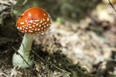 Amanita, sinek-agaric