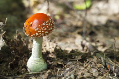 Amanita, sinek-agaric, benekli beyaz ile kırmızı bir şapka ile Zehirli mantar.