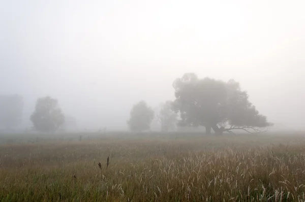 Herbst Herbst Blattfall Blattfall Die Dritte Jahreszeit Wenn Getreide Und — Stockfoto