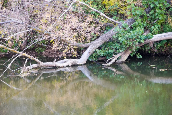 Autunno Autunno Caduta Delle Foglie Caduta Delle Foglie Terza Stagione — Foto Stock