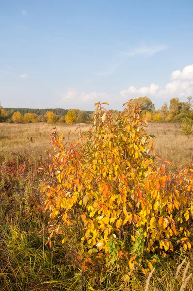 autumn, fall, leaf fall, fall of the leaf. the third season of the year, when crops and fruits are gathered and leaves fall