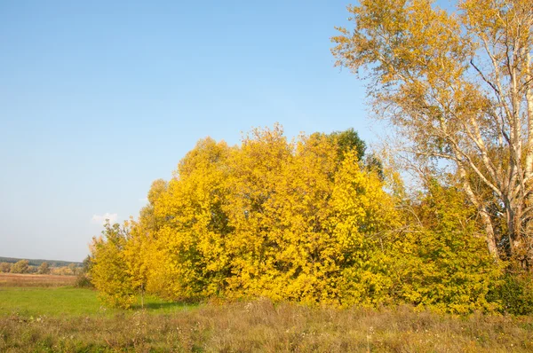 Autumn Fall Leaf Fall Fall Leaf Third Season Year Crops — Stock Photo, Image