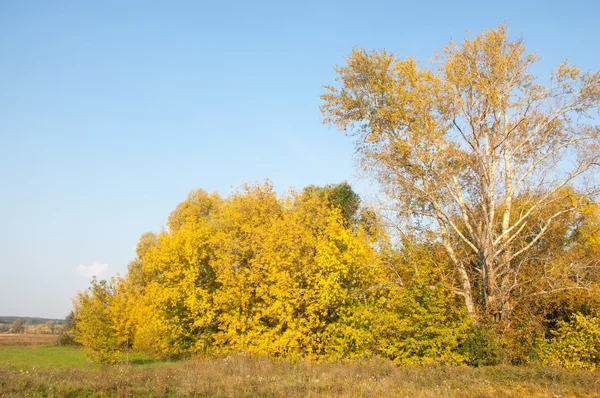 Sonbahar, Güz, yaprak sonbahar, sonbahar yaprak. yaprakları ve otelde bitkileri ve meyve toplandık yılın üçüncü sezon sonbahar