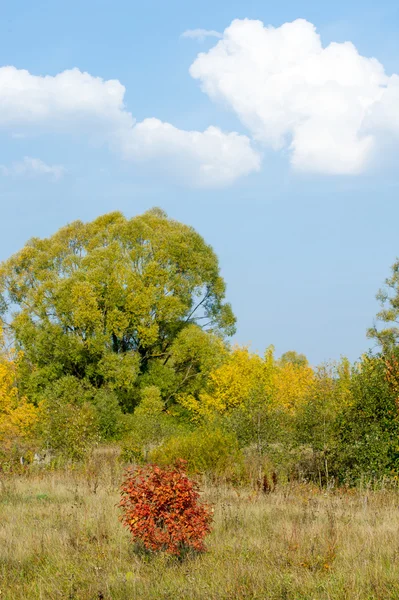 Autumn Fall Leaf Fall Fall Leaf Third Season Year Crops — Stock Photo, Image