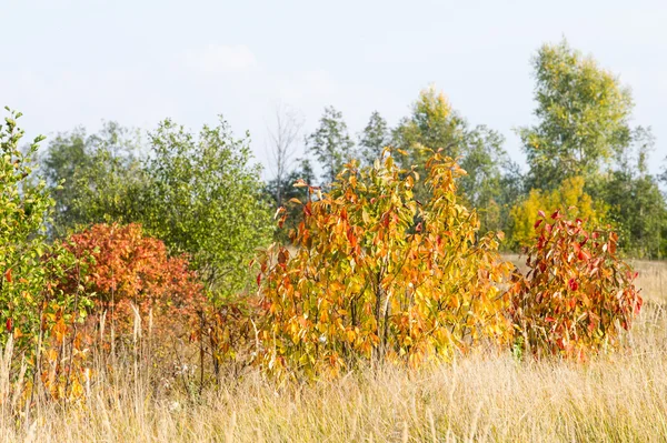 Höst Höst Löv Höst Nedgången Bladet Den Tredje Säsongen Året — Stockfoto