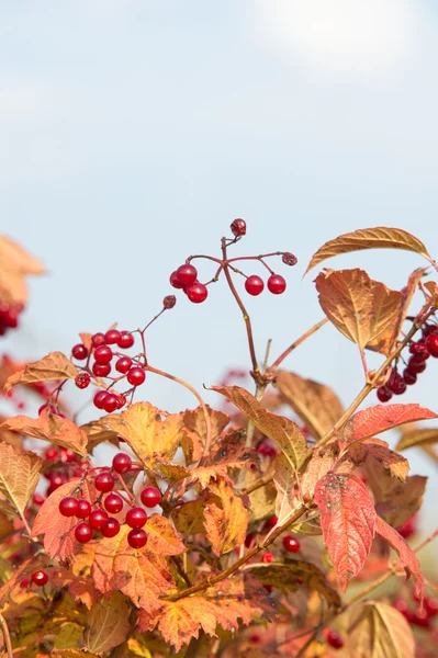 Autumn Fall Leaf Fall Fall Leaf Third Season Year Crops — Stock Photo, Image